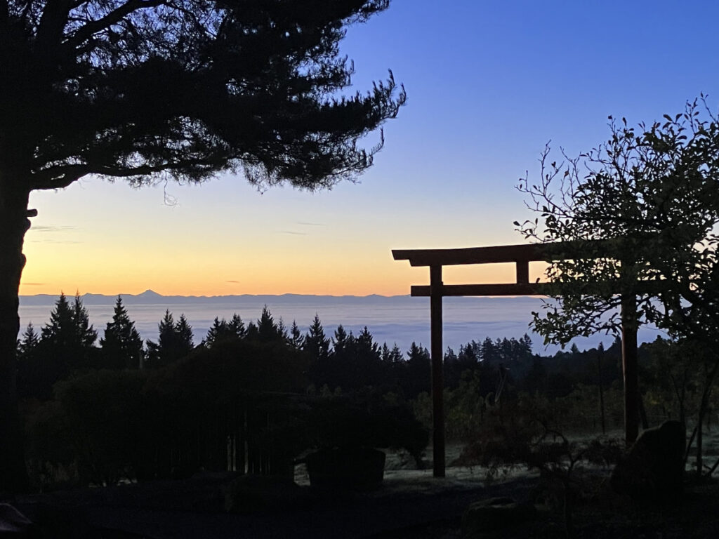 Vineyard view with Torii